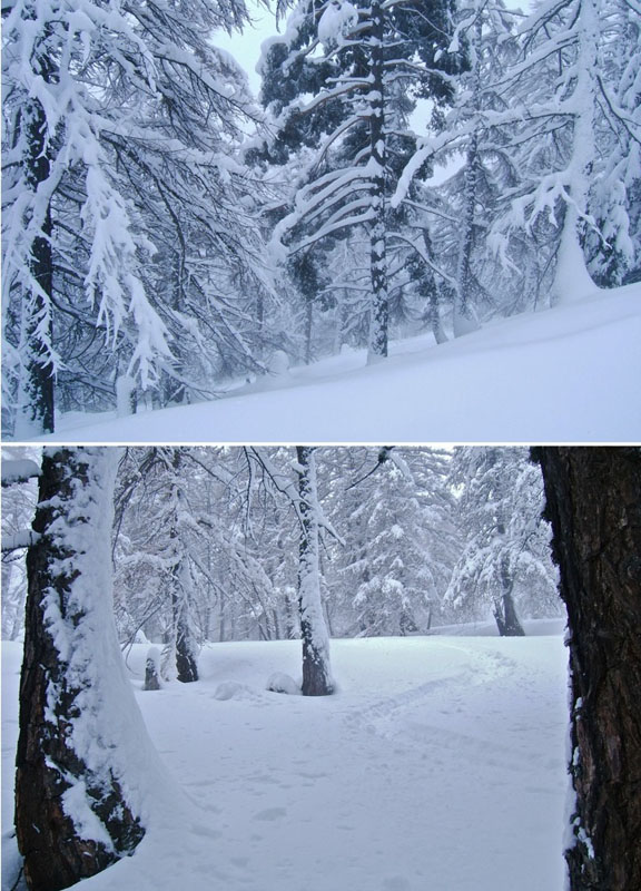 Pétoumier : Passage dans la forêt avec une meilleure visibilitée, mais les arbres sont denses et parfois couchés, il faut rester prudent.