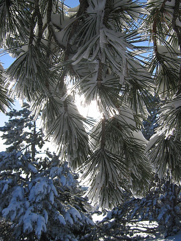 Neige sur les arbres : Juste pour la beauté des arbres