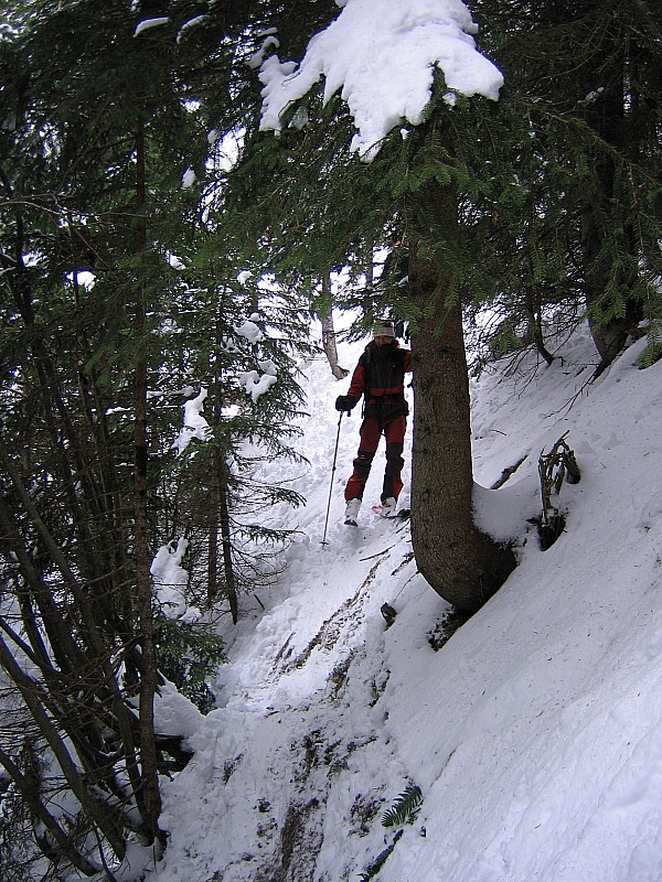 Du bucheronnage : ou comment faire du ski-sapin