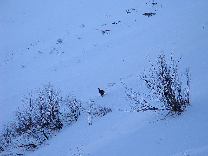 Chamois : Le gardien de la combe...