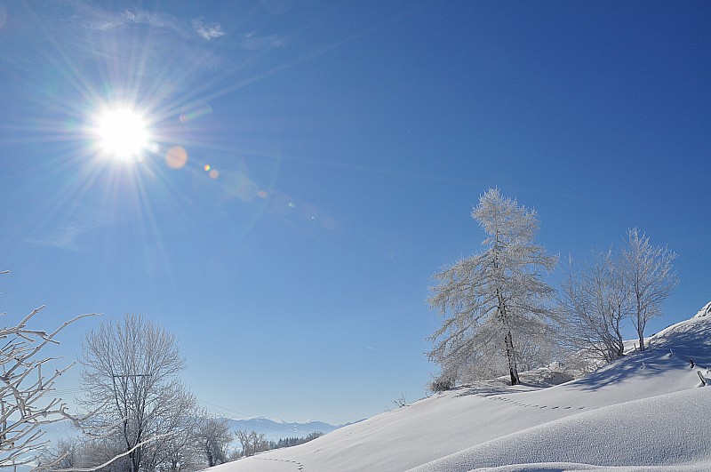 Sur le retour : Les mélèzes n'ont pas dégivrés au retour sur le Col Bayard.