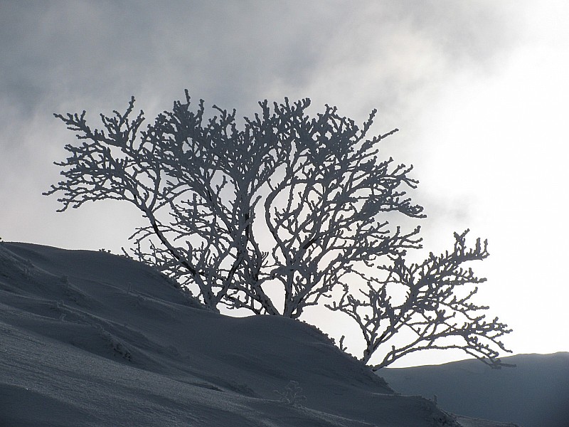 Arbre givré : C'est pourtant plus Noël!