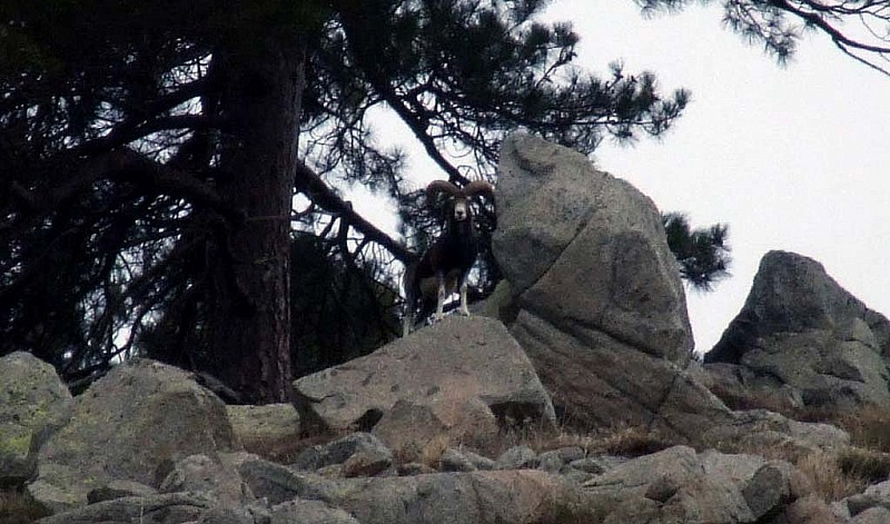 mouflon : une fois a distance il nous surveillais