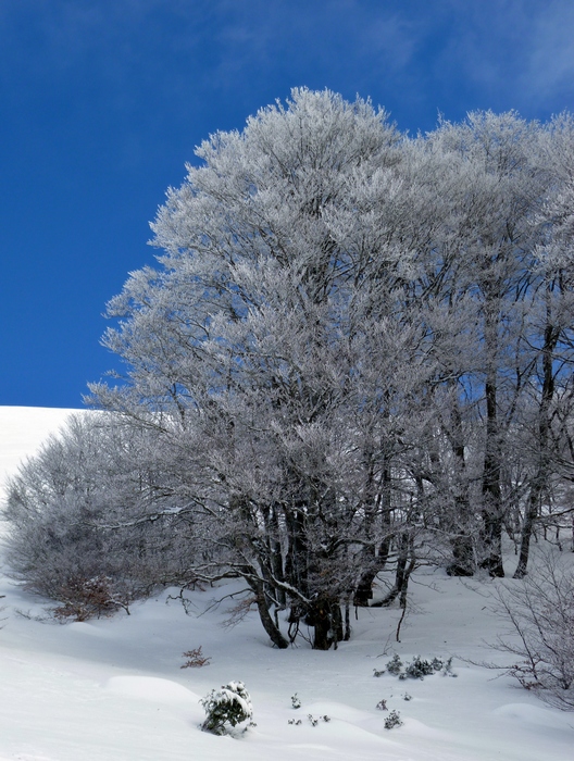 Bois d'Aigue Rouge : sous une fine couche de neige