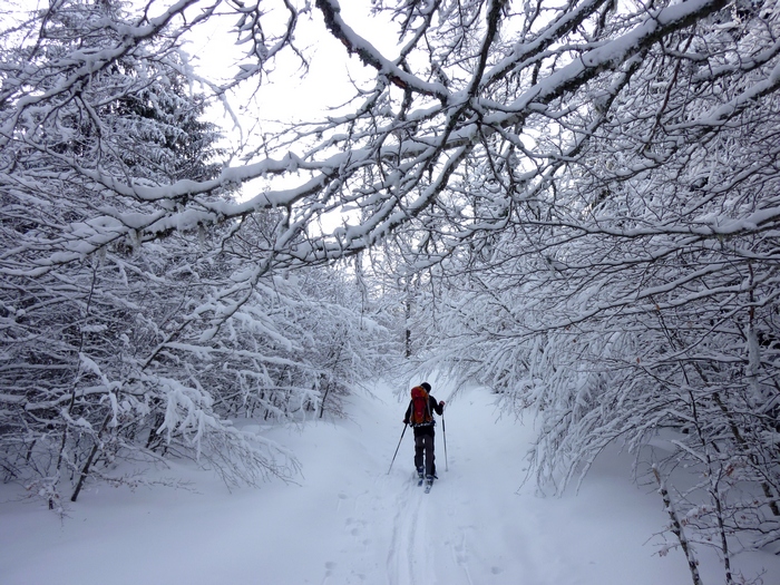 Forêt enneigée : c'est pas la Chartreuse, mais y a quand même de belles choses dans le coin ;-)