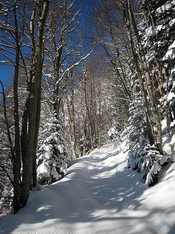 Bois de l'Herse : Y a tout à tracer par ici !