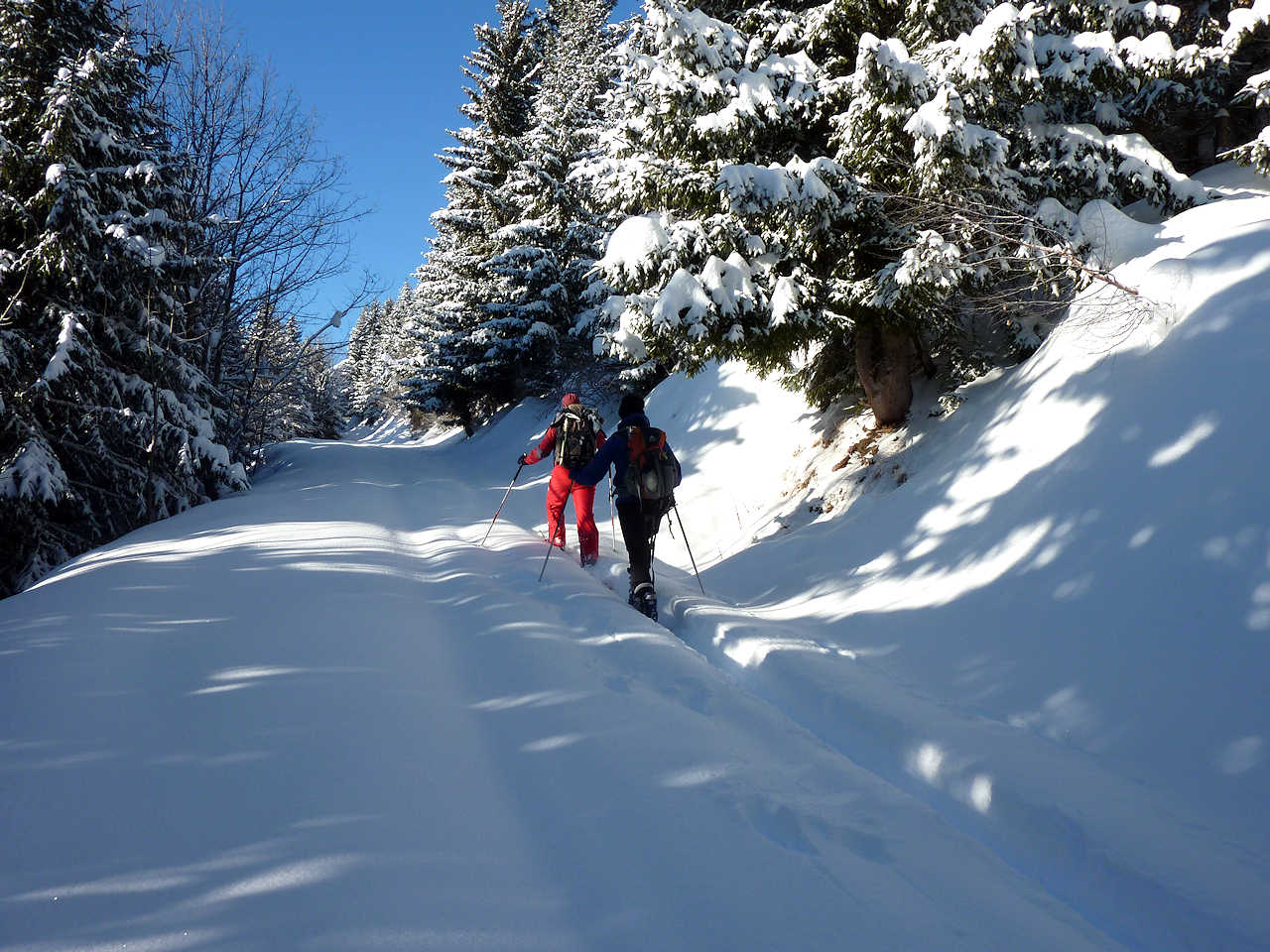Route de Fremezan : Interminable montée dans la forêt.