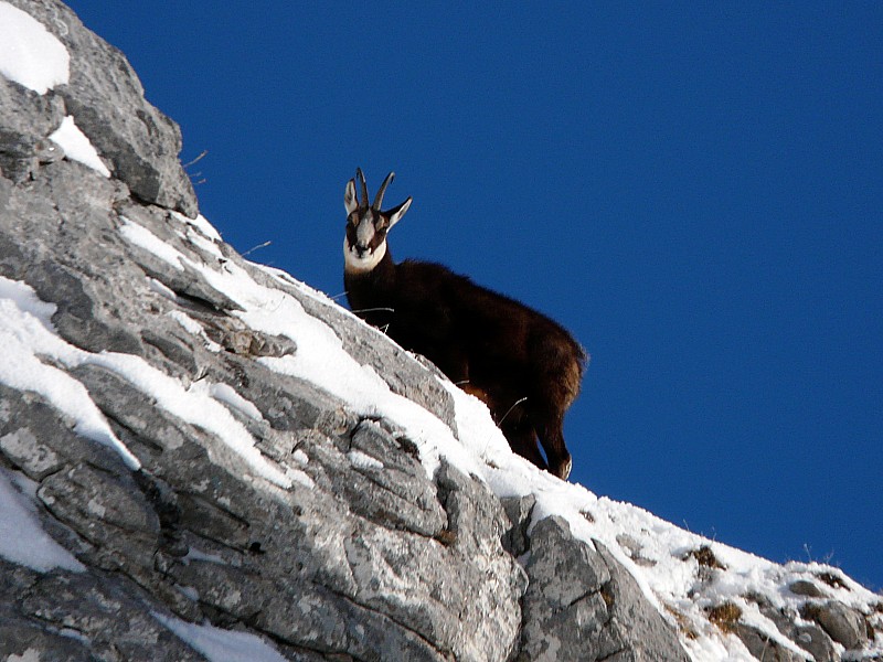 spectateur : Les chamois nous applaudissent...