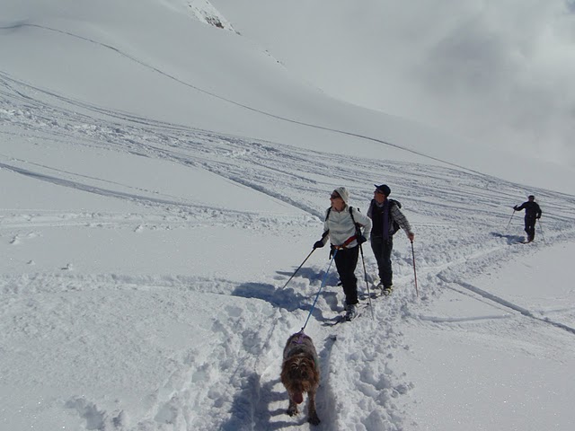ski canin : Bonne maman et hubert