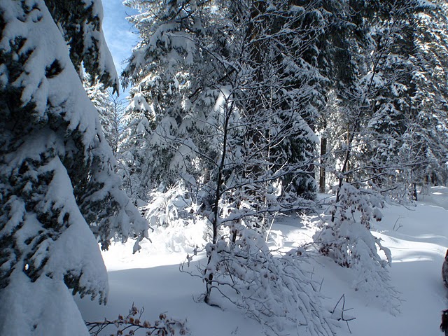 Retour en forêt : Beau spectacle