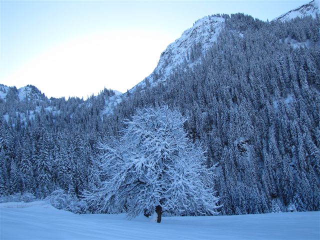 instant figé : arbre gelé devant le chalet de la Montaz
