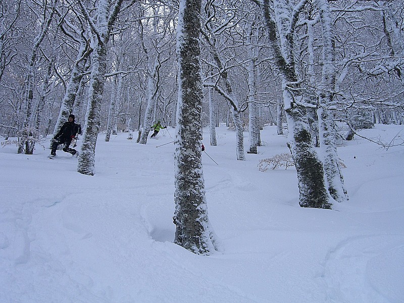 Partie de cache cache : Dans la forêt clairsemée