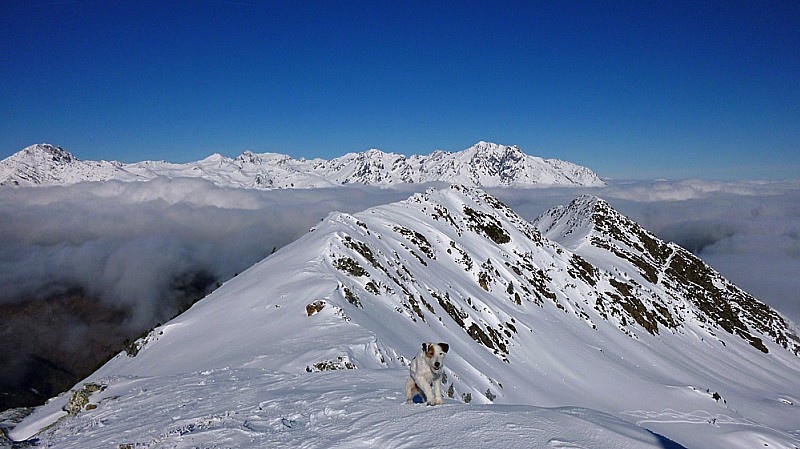 #1 Zakou : un chien au top ! Zakou : un chien au top !