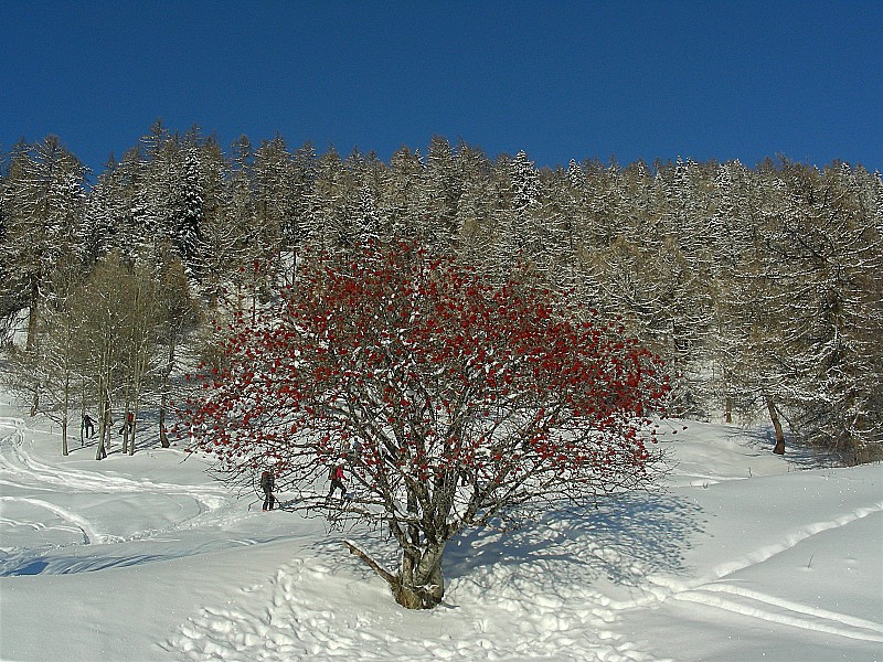 Sorbiers et mélèze : Montée enneigée sous un beau soleil...