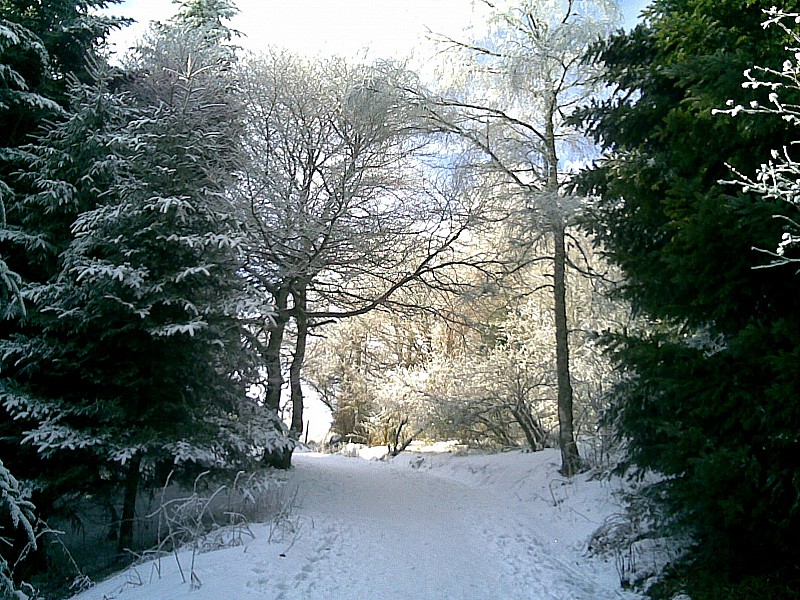 Puy de Dôme : Bas du chemin des Muletiers: dans les arbres.