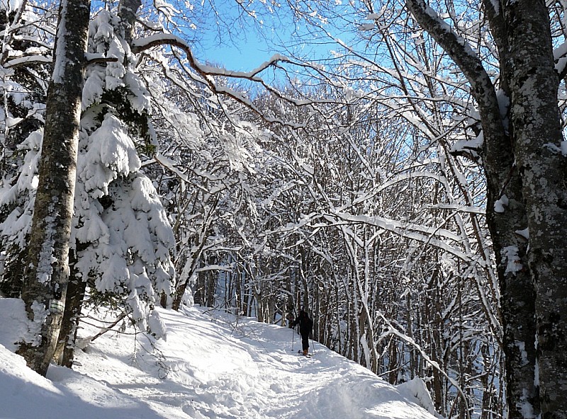 Montée : dans une belle forêt chartrousienne.