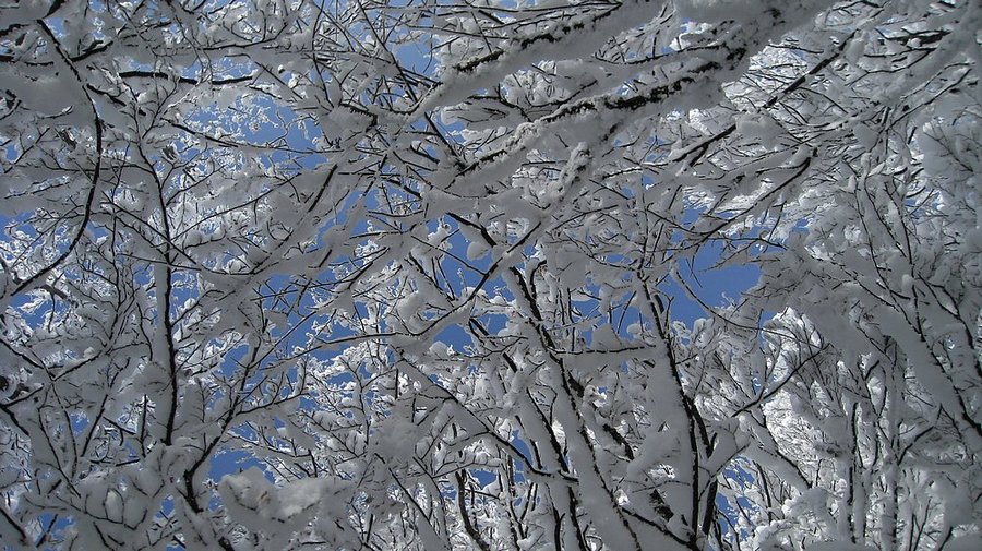 #1 Tiens, on sort des nuages : Les arbres sont bien chargés ! Tiens, on sort des nuages : Les arbres sont bien chargés !