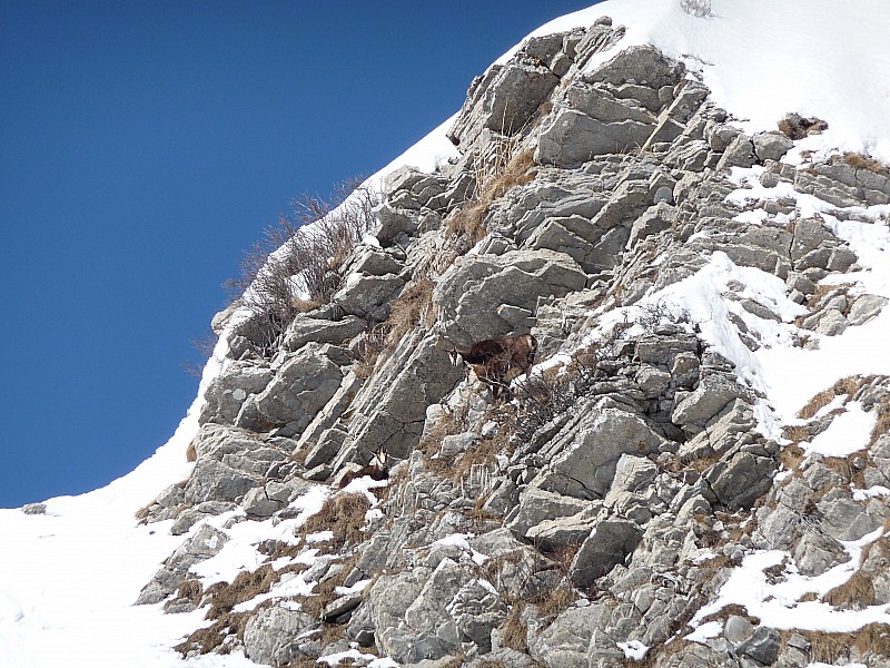 chamois : comme d'habitude dans ce couloir on est pas seul