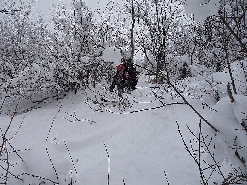 joel : un peu de ski-arbuste
