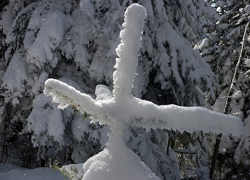 rochers de chalves : sapin de chartreuse