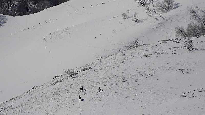 Bestiaux : Du coté de la Vallée de Chaudefour......les ptits points à la jumelle...