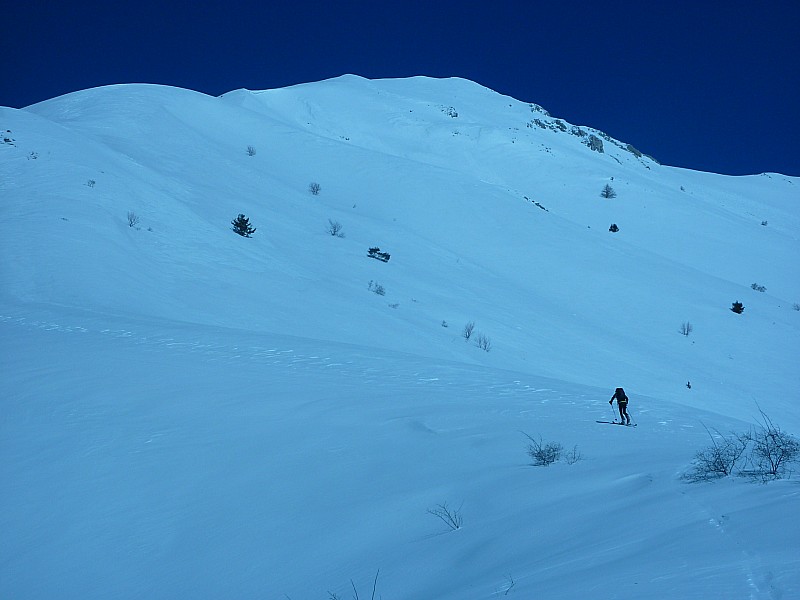 pic melette : toujours bleu...