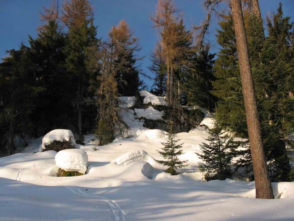 Bois de Chamalière : La neige est encore bien conservée dans les bois.