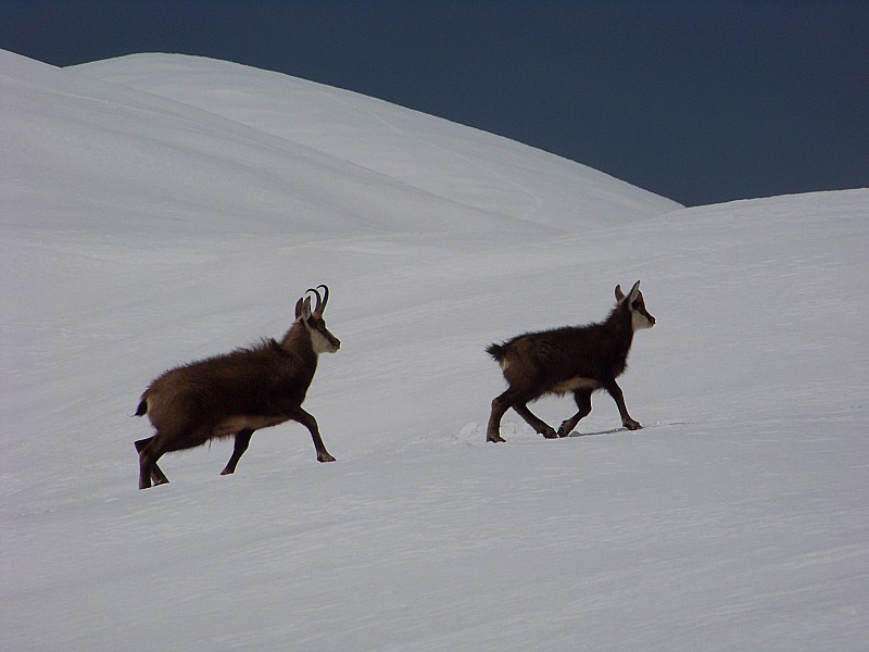 chamois : La faune locale, pas stressée par notre descente.