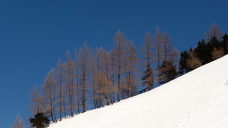 Mélèzes en hiver