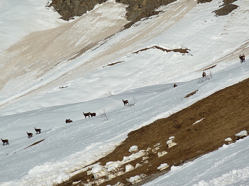 Chamois : Sous Blonnière, plusieurs hardes de chamois. Une bonne cinquantaine de bêtes en tout