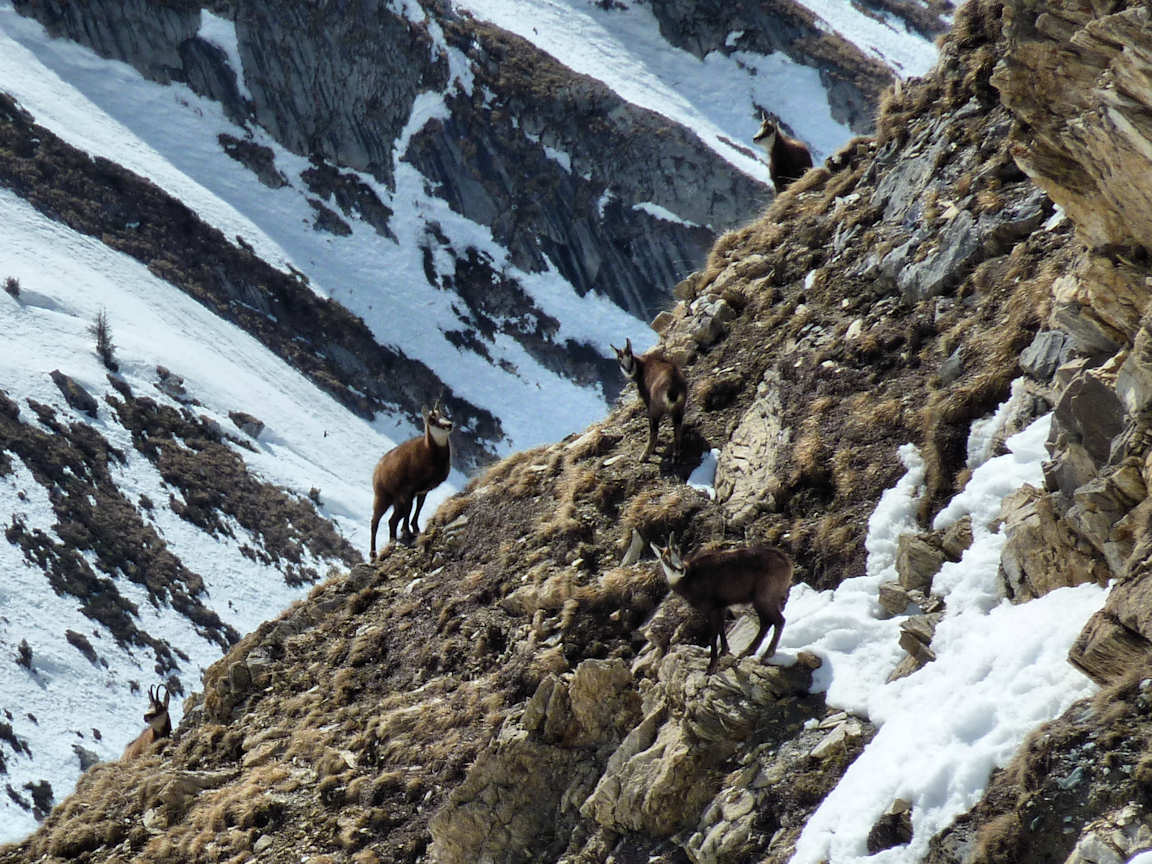 Toute la famille : Après les bouquetins et le renard ...