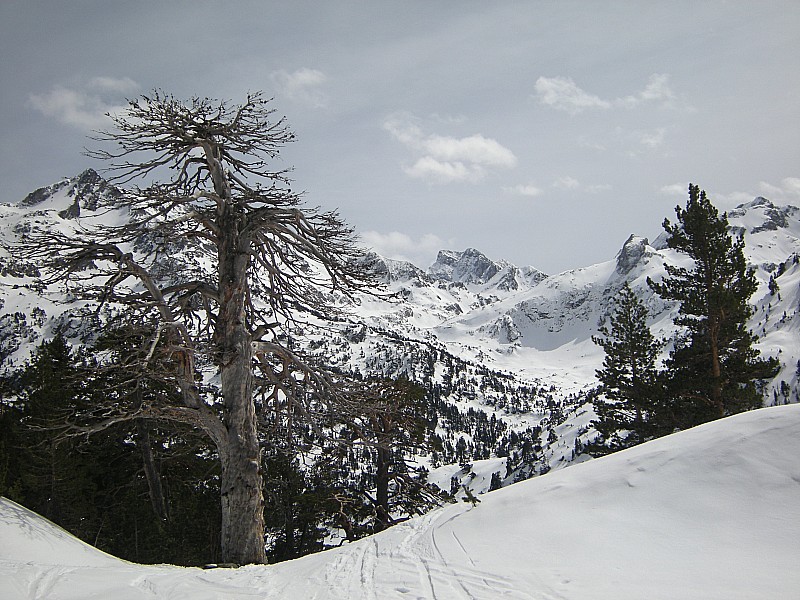 foret : Trouver un passage...