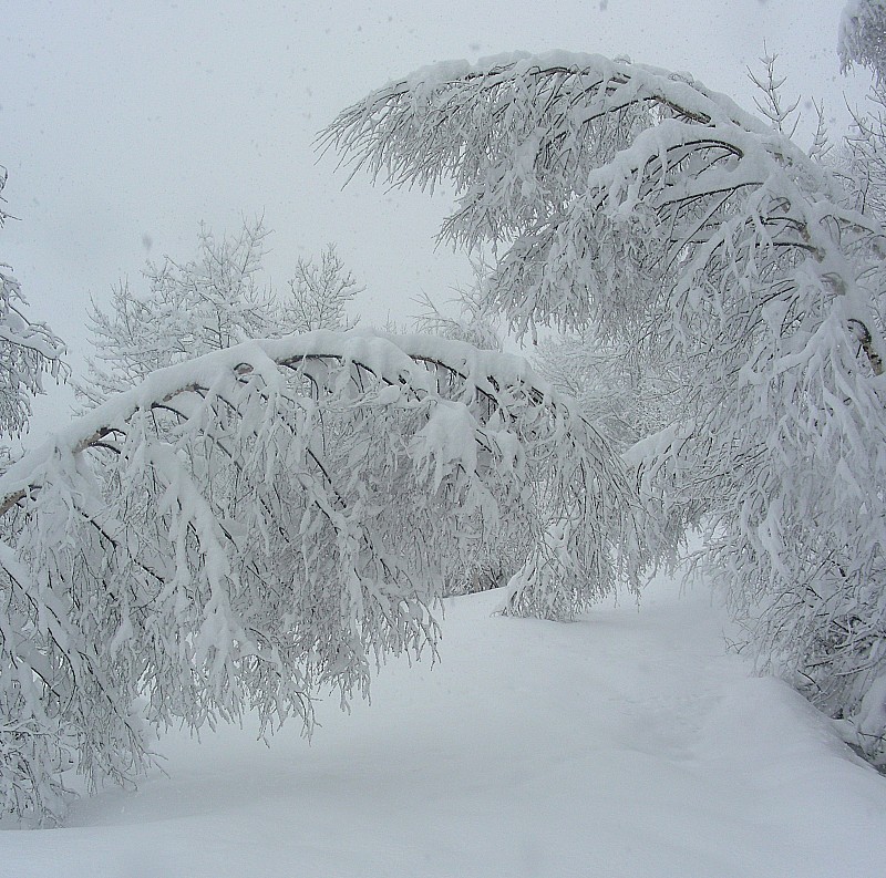 Bouleaux : Ils ont bien souffert cet hiver...
