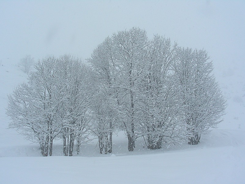 Arbres : Bien chargés !
