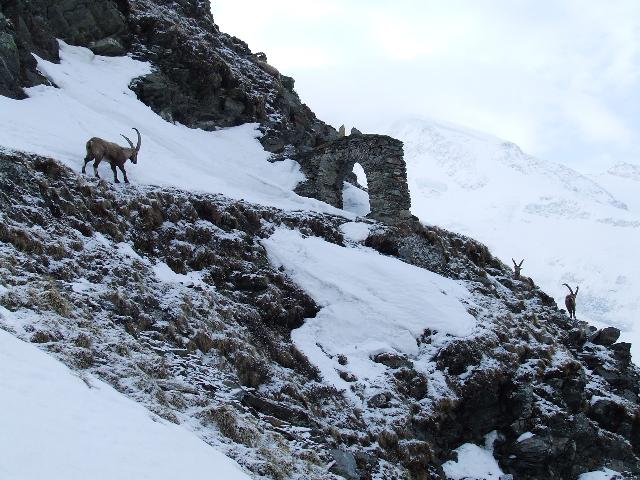 Pointe Infèrieure du Tricot : le départ du chemin menant à Plan Glacier, pour rejoindre la face aujourd'hui . bel acceuil en tous cas.