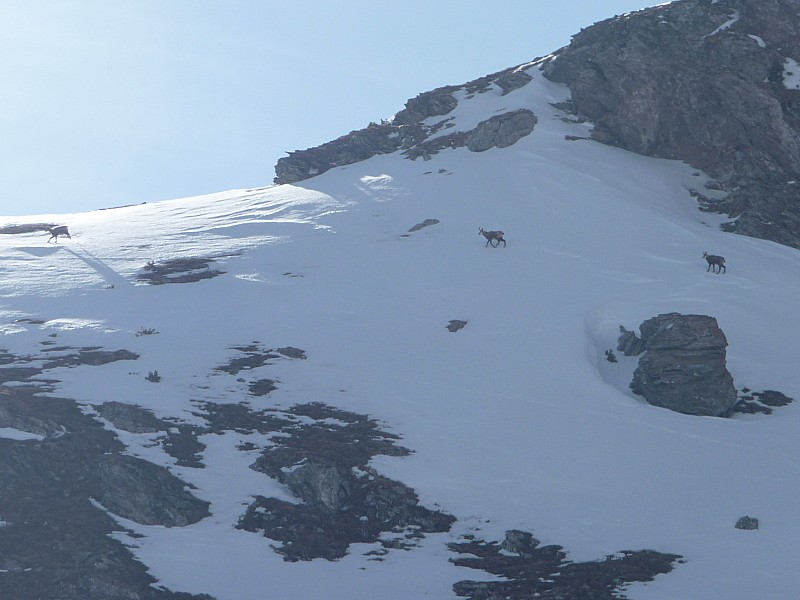 Chamois en vue : Rapide les cocos