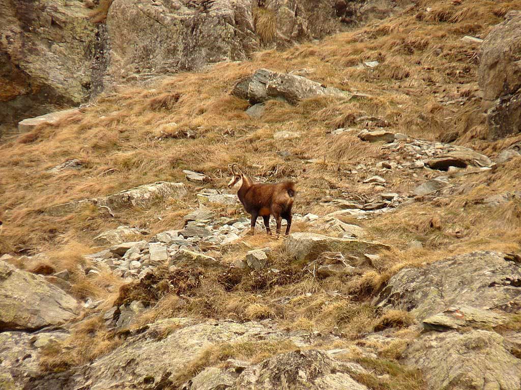 Pas seul : Pas mal de chamois dans le secteur ce jour!