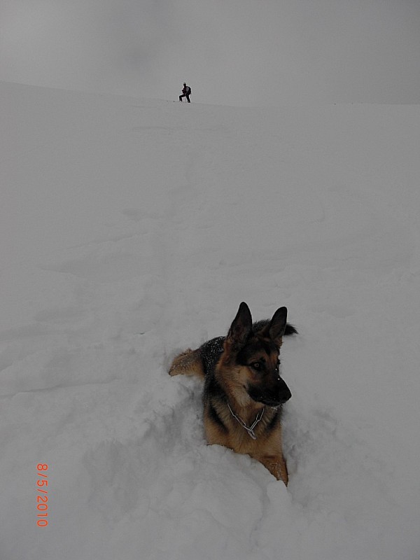 Rex pente sommitale : poudreuse tassée mais excellente à skier sous le sommet du mont St Sauveur le 8 Mai 2010. Rex adore la poudreuse, surtout pour la manger!