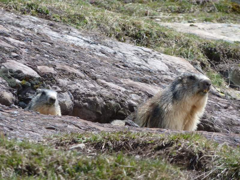 Col de Roche Faurio : La marmotte d'hier a trouvé un petit copain