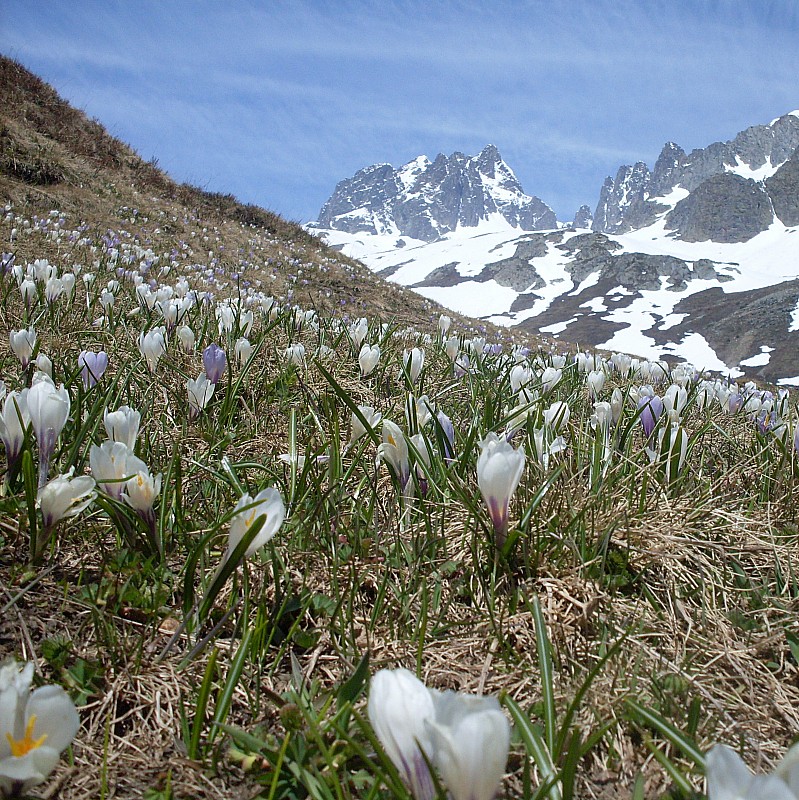 Fleurs du glandon : fleurs du glandons...