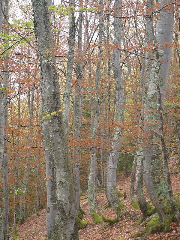 Bois du Fontanal : L'automne en mai !