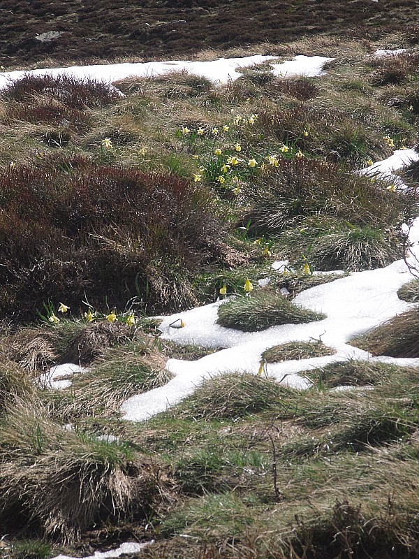 Printemps : Cette fois,c'est le printemps.Il y a 48 h, ces jonquilles étaient sous la neige.