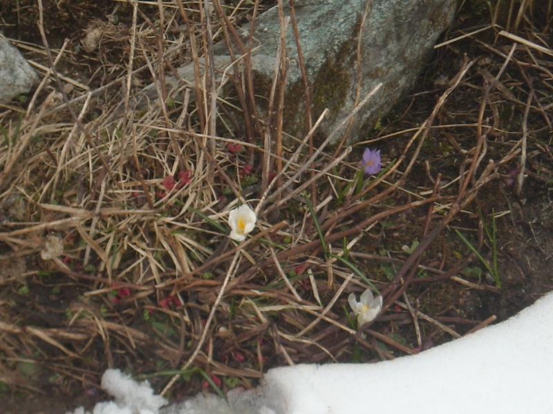 contraste hiver/printemps : le printemps arrive enfin au lac du Crozet
