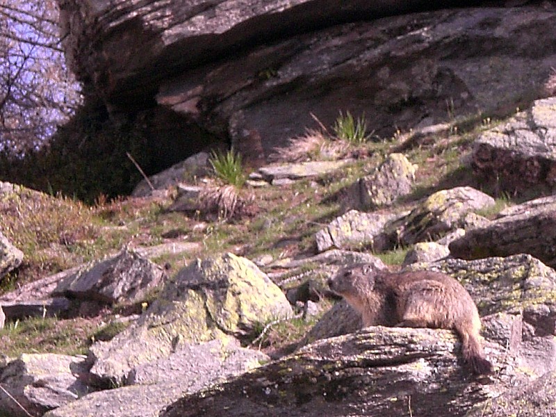 Pointe des Cerces : Marmotte prenant un bain de soleil.
