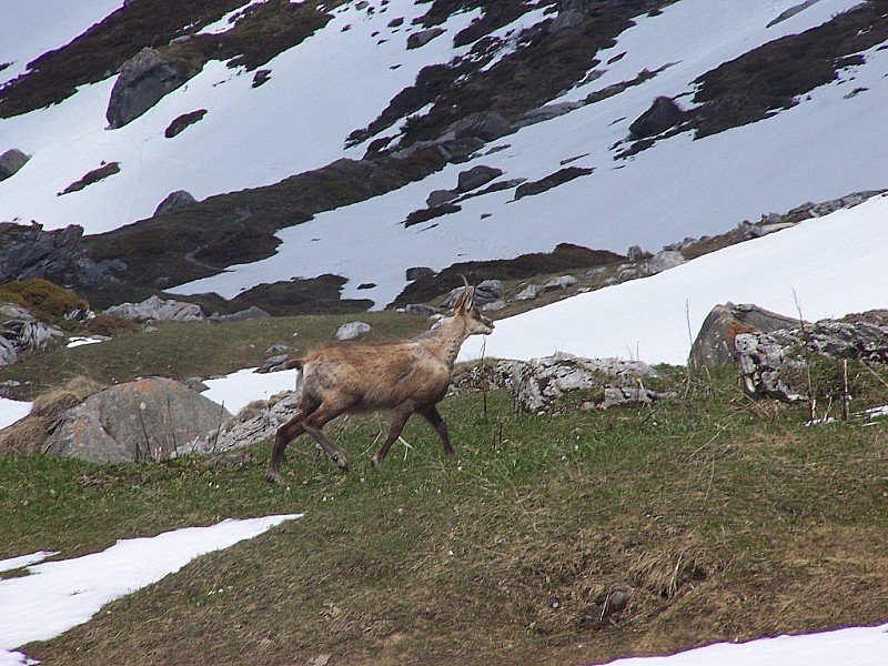 Pte de la Réchasse : Un chamois aux Barmettes!