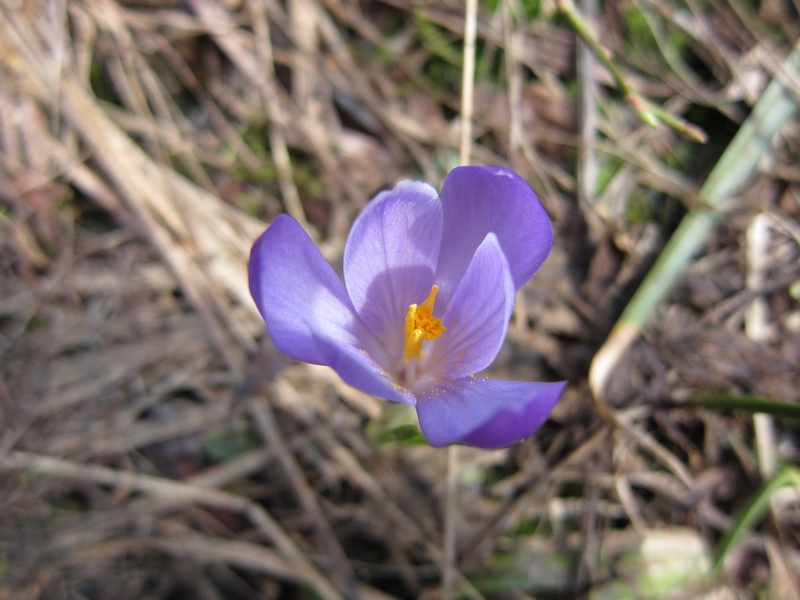 Macro : ça commence à fleurir autour du refuge