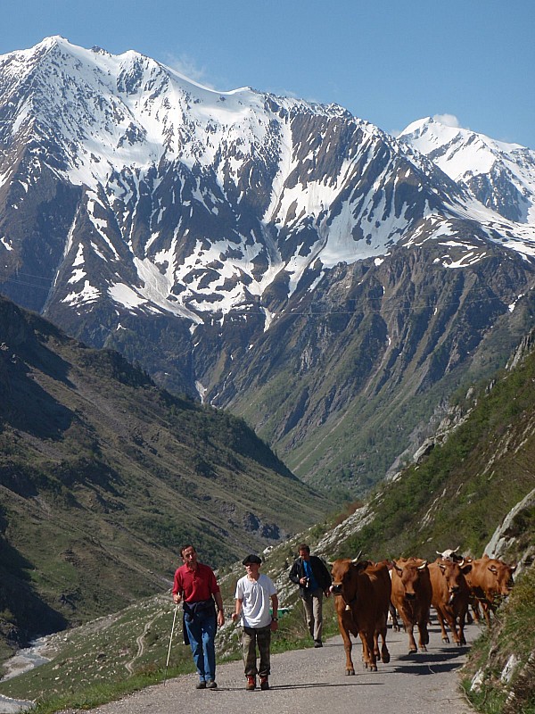 Sur la route : Forte population en direction de l'Aiguille aujourd'hui!!