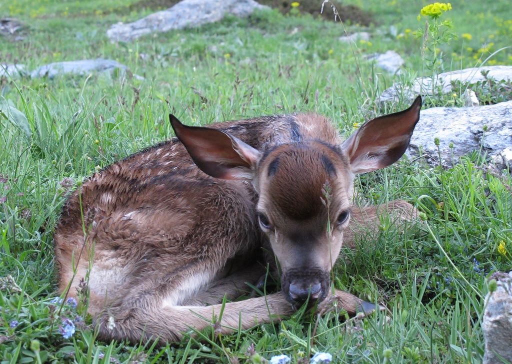 Bambi : Il était au bord de la piste à 6h30 et malheureusement il y était encore à 14h00. Il semble avoir été abondonné par sa mère :-(