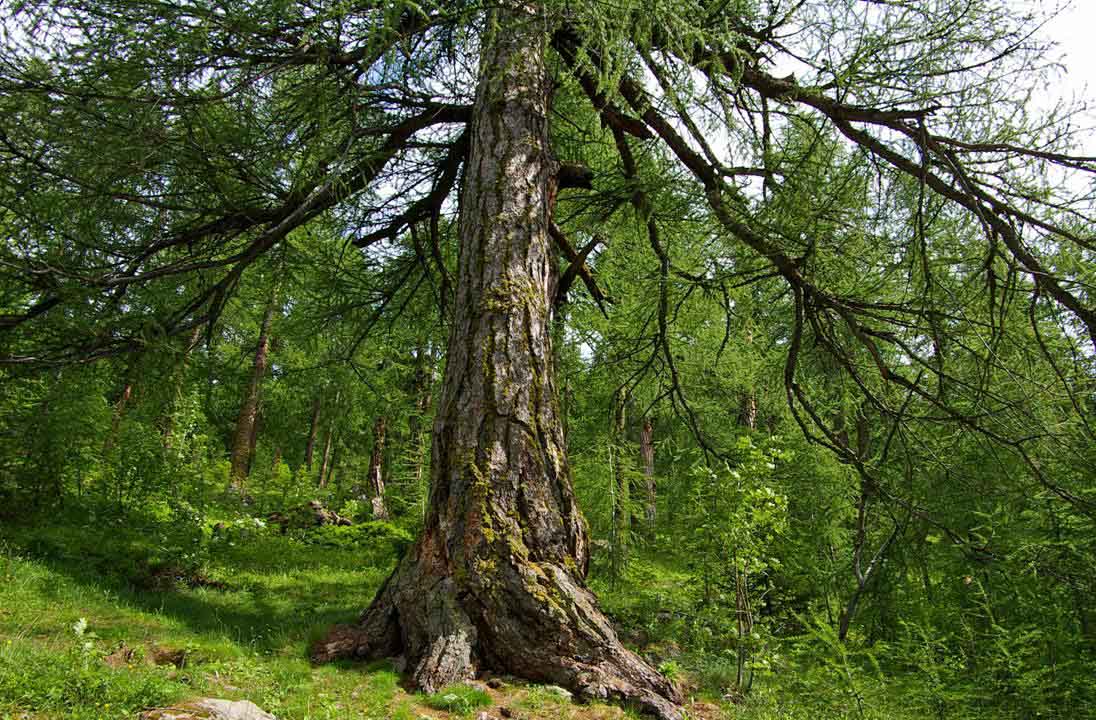 La forêt d'Arolla : et ses mélèzes de 500 ans d'âge. Ici, l'un des arbres "maîtres"... et l'impression dêtre à 1000 lieues de l'Europe...