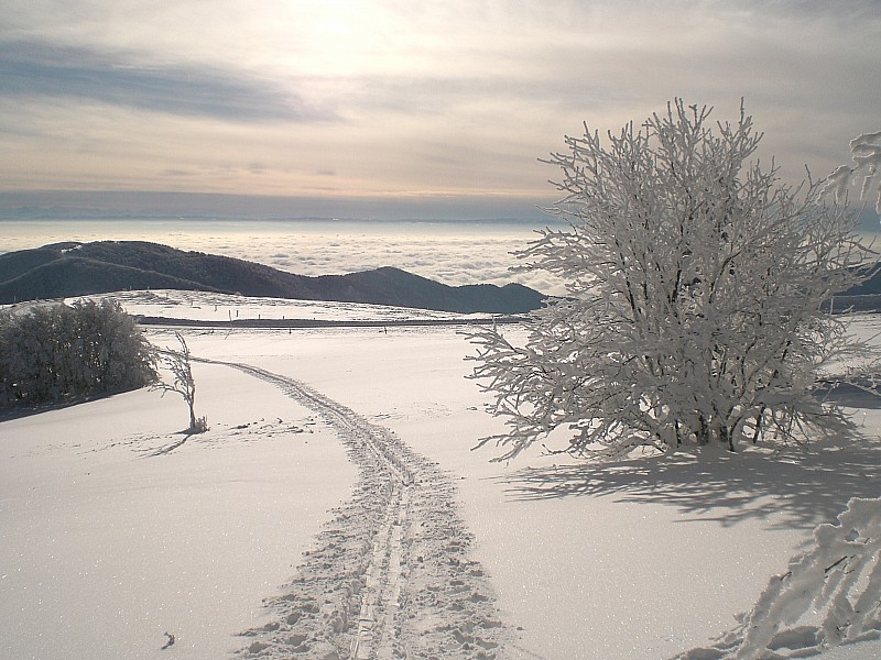 #3 Mer de nuage : Mer de nuage sur la plaine mulhousienne ! Mer de nuage : Mer de nuage sur la plaine mulhousienne !